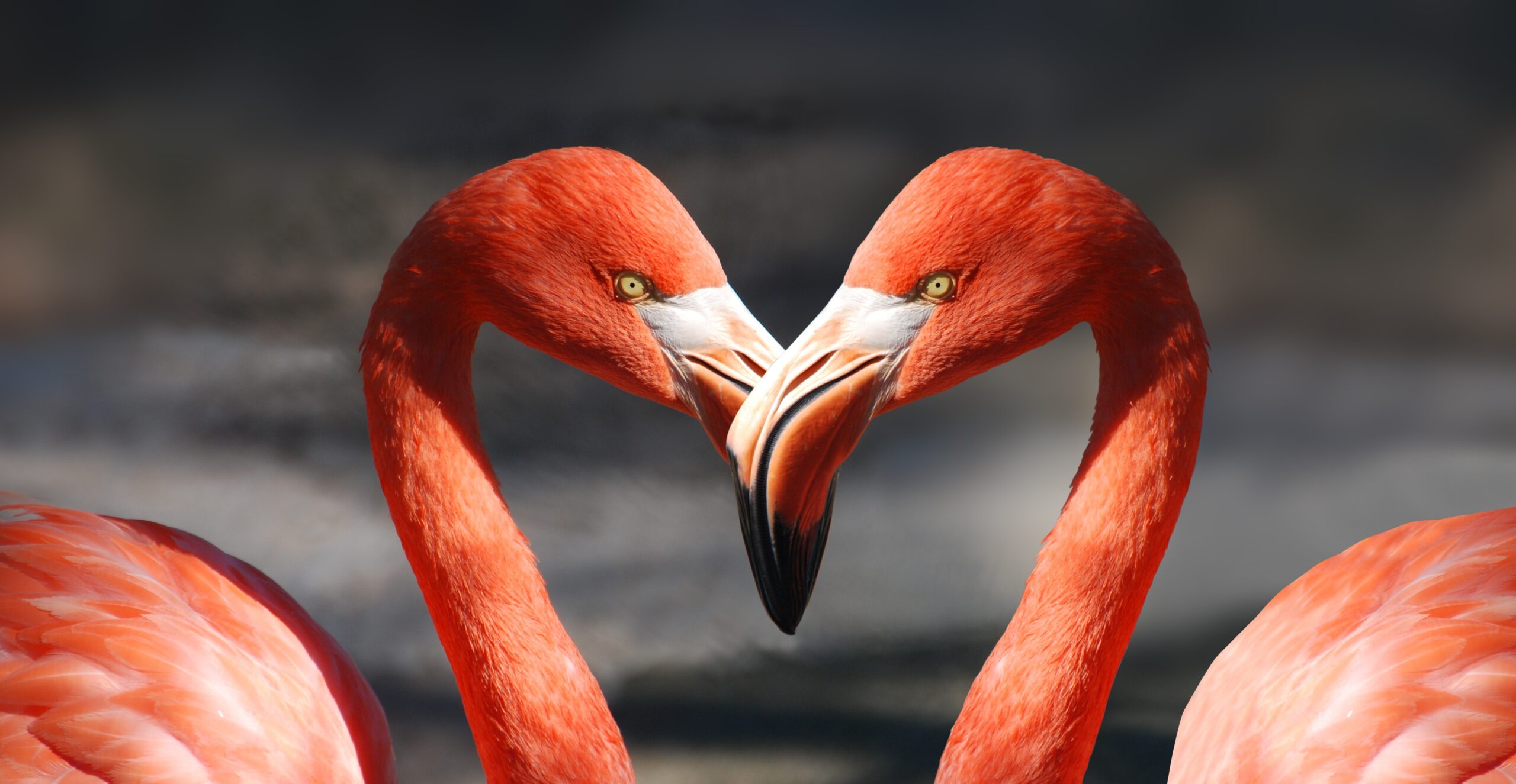 Flamingo: Deepmind's latest AI has better visual understanding