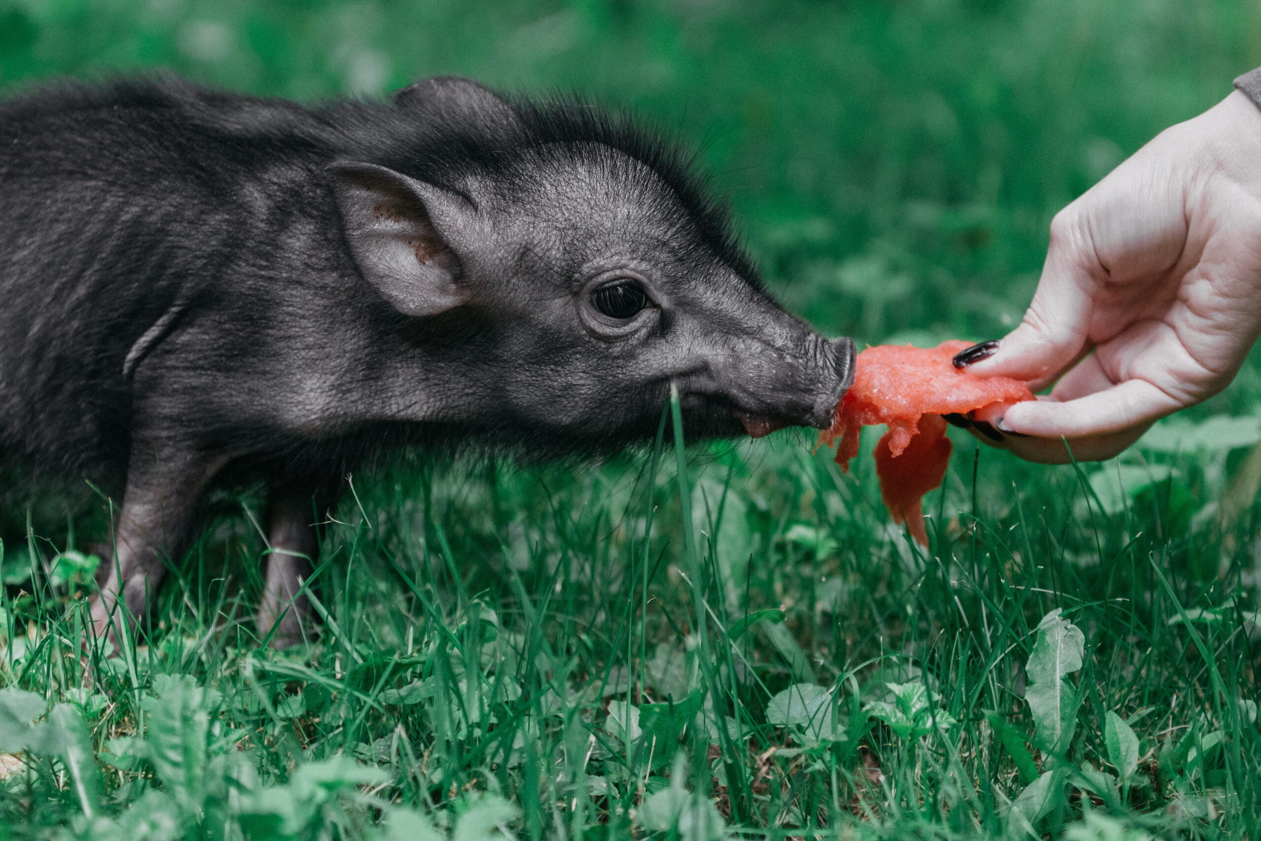 AI for pigs: Grunt analysis to promote animal welfare