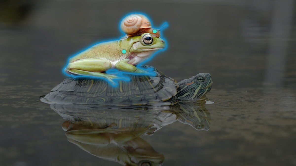 A researcher on a turtle with a snail on his head. The frog in the picture is marked.