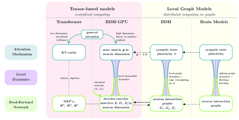 Diagram with four columns from left to right: Transformer, BDH-GPU, BDH, and Brain Models. Each column shows Attention Mechanism, Local Dynamics, and Feed-Forward Network. Arrows connect the architectures and show their relationship. Tensor-based models are shown on the left, local graph models on the right.