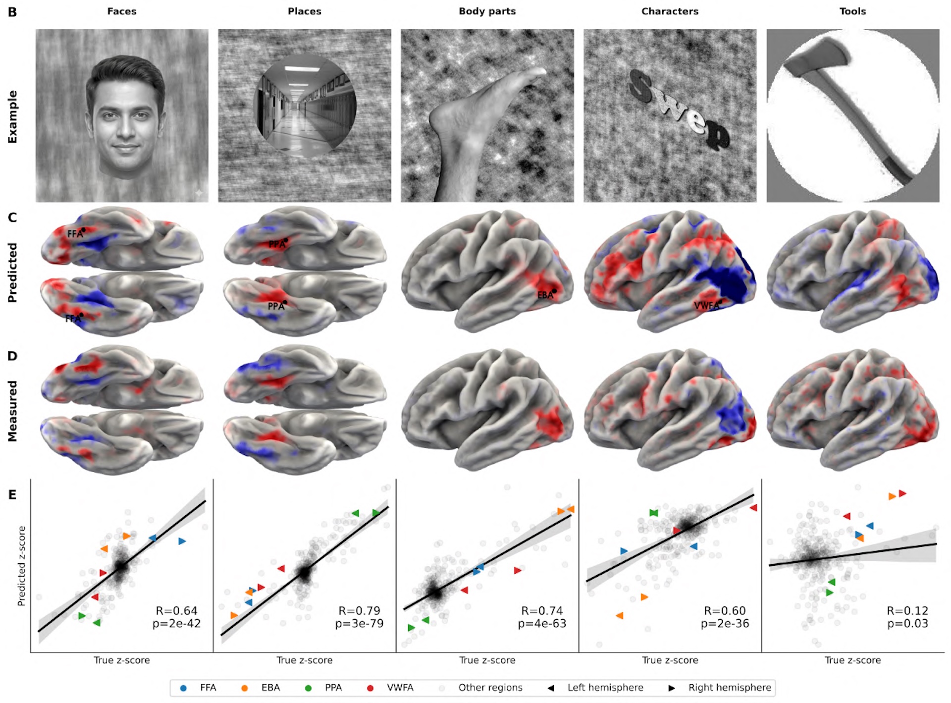 Side-by-side comparison of visual experiment results: images of faces, places, bodies, and characters shown to subjects (top), TRIBE v2's predicted brain activation (middle), and actual measured fMRI brain activity (bottom).